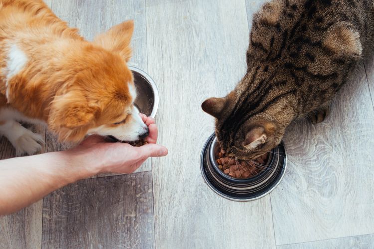 Desa Ramah Anjing: Mengelola Populasi Hewan Peliharaan dengan Bertanggung Jawab