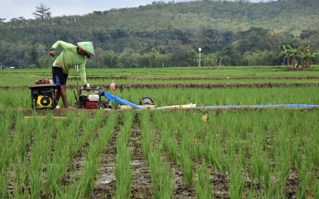 Desa Hijau: Inovasi Pertanian Berkelanjutan dalam SDGs Desa