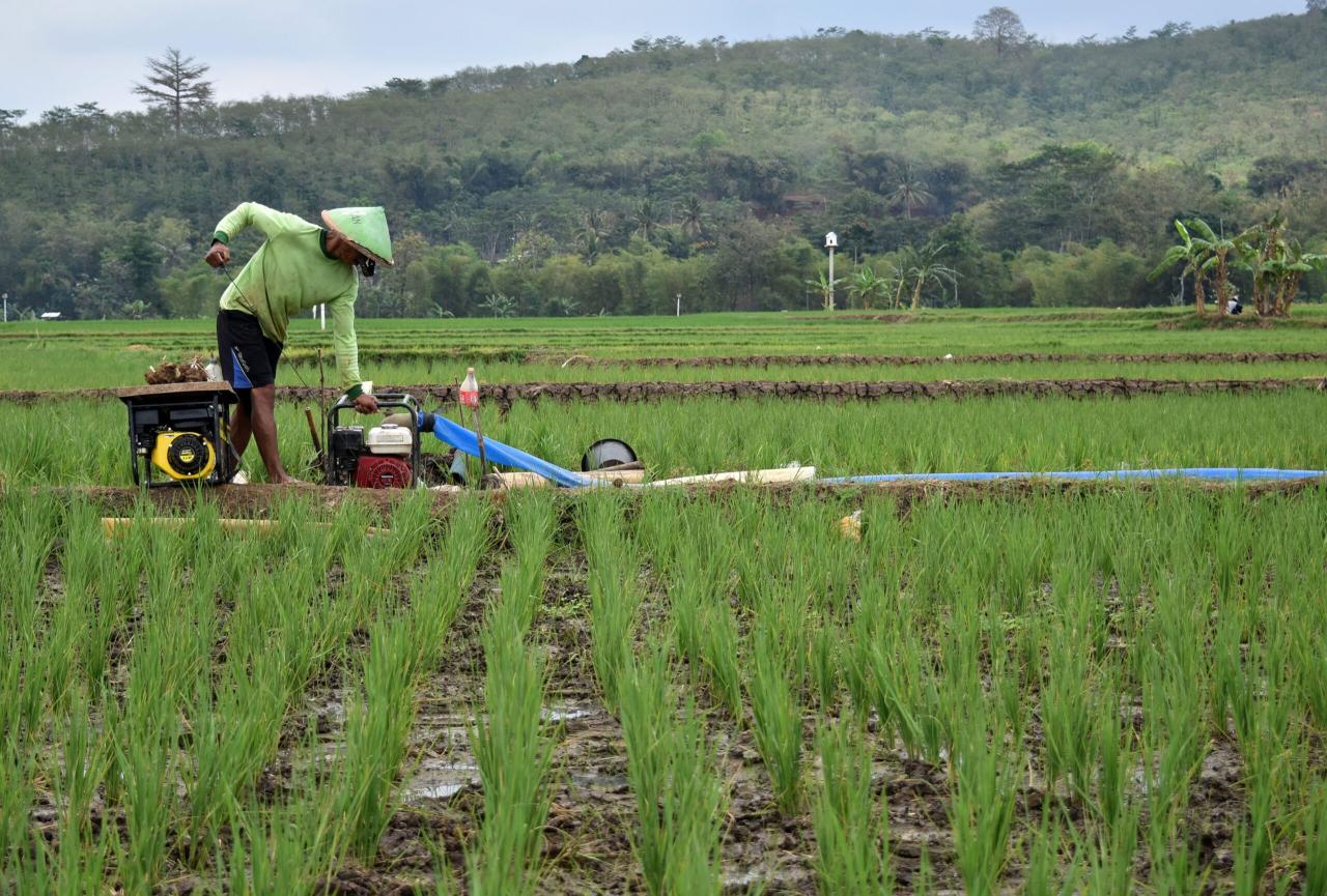 Desa Hijau: Inovasi Pertanian Berkelanjutan dalam SDGs Desa