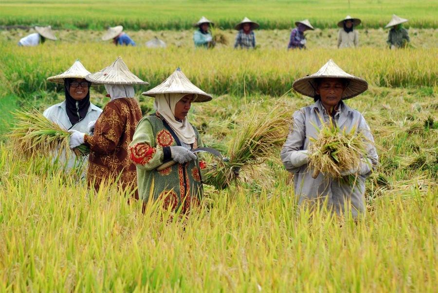 Memperluas Akses Pasar bagi UMKM lewat E-commerce Lokal di Kuningan