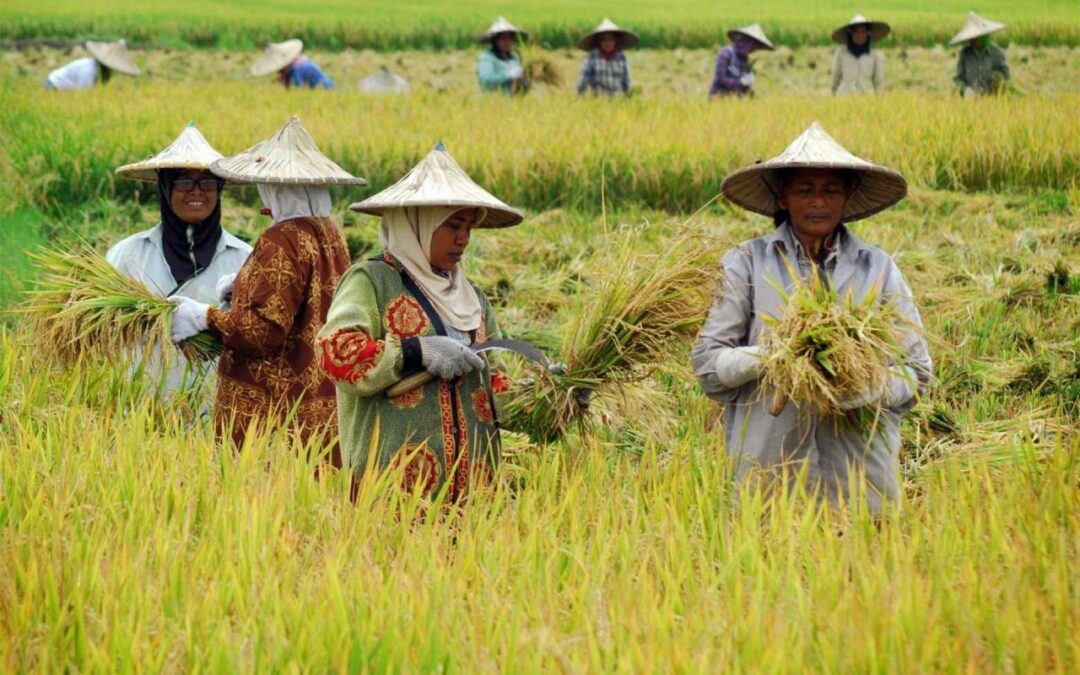 Pangan dan Kewirausahaan Desa: Pilar Ekonomi Berkelanjutan